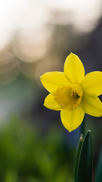 Daffodil macro, , iDrop News HD phone wallpaper
