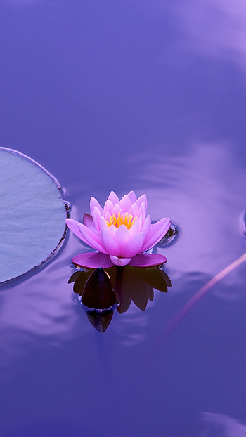 Pygmy waterlily, Lotus (Flower) HD phone wallpaper