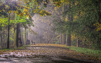 Landscape, Nature, Trees, Parks HD wallpaper
