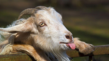 Funny goat, Hilarious antics, Laugh-out-loud moments, Amusing expressions HD wallpaper