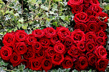 Flowers, Roses, Greens, Buds, Heart HD wallpaper