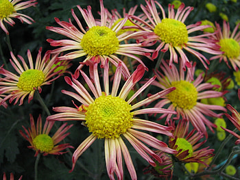 Plants, Flowers HD wallpaper