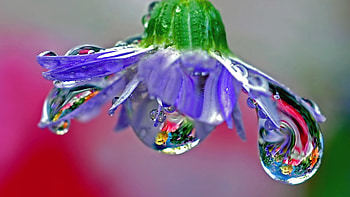Drops, purple flower HD wallpaper