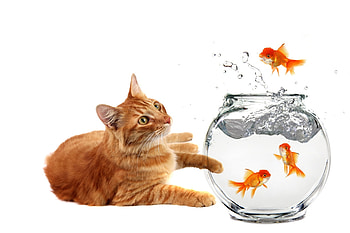 Yes! Another one!, animal, golden, white, cat, orange, ginger, pisica, summer, funny, fish, vara, aquarium HD wallpaper