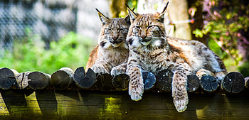 Animals, Iris, Predator, Big Cat HD wallpaper
