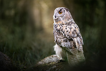 Majestic Owl in : Nature’s Silent Night Hunter, Animal, owl HD wallpaper