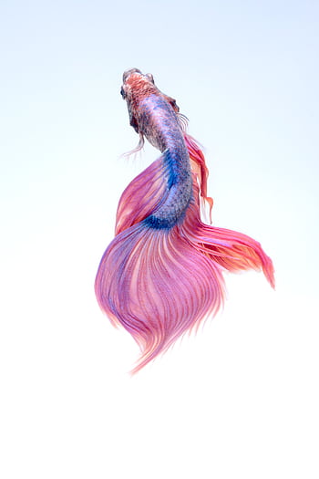 Stunning of a colorful Betta fish showcasing vibrant fins against a soft background. HD phone wallpaper