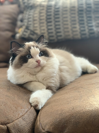 Ragdoll cat, Charming troublemaker, Beautiful mischief, Captivating charm HD phone wallpaper