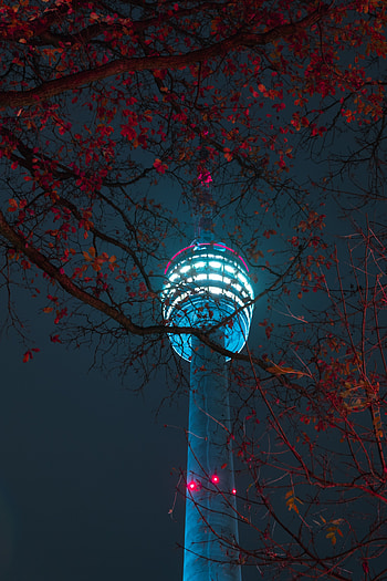 Night, Building, Dark, Shine, Light, Branches, Tower HD phone wallpaper