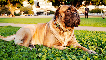 Bullmastiff, , Animal HQ HD wallpaper
