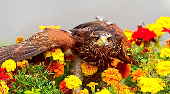 Animals, Flowers, Bird, Predator, Wings, Eagle HD wallpaper