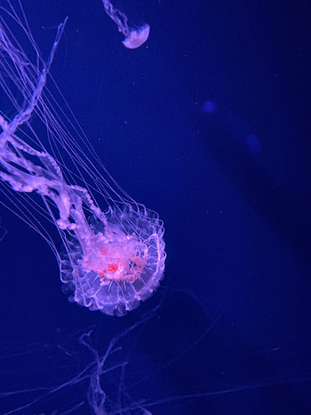Animals, Water, Jellyfish, Transparent, Tentacles, Underwater, Submarine HD phone wallpaper