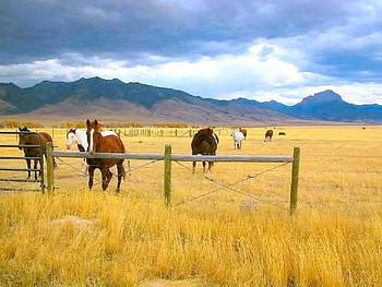 The Open Plain, horses, sky, field, mountain HD wallpaper