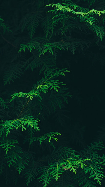 Nature's green patterns, Android nature , Leafy green HD phone wallpaper