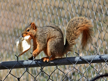 I Can Eat the Bread Now, animal, daylight, fence, metal, nature, sun, squirrel HD wallpaper
