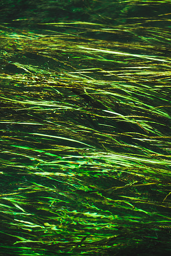 Nature, Water, Glare, Distortion, Seaweed, Algae HD phone wallpaper