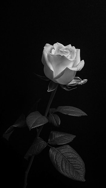 White Rose, hybrid_tea_rose, petal HD phone wallpaper