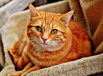 Orange cat, animal, cat, nature, orange HD wallpaper