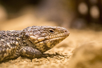Animals, Close-Up, Color, Lizard, Reptile HD wallpaper