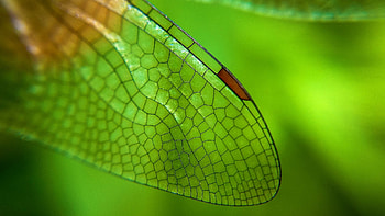 Dragonfly wing, summer, wing, skin, dragonfly, vara, macro HD wallpaper