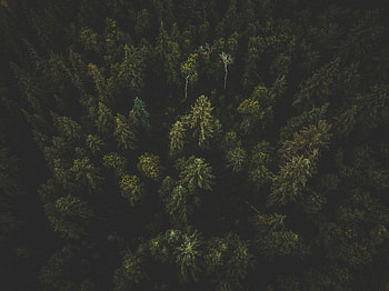 Nature, Trees, View From Above, Top, Dark, Forest, Tops HD wallpaper