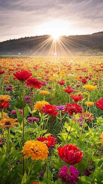 Beautiful Flowers, Colorful Garden, colourful garden HD phone wallpaper