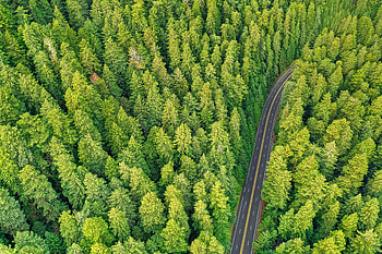 Aerial view, green, pine trees, forest HD wallpaper