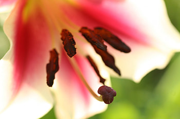 Mother Nature at her Finest , pollen, pink, flower, lily HD wallpaper