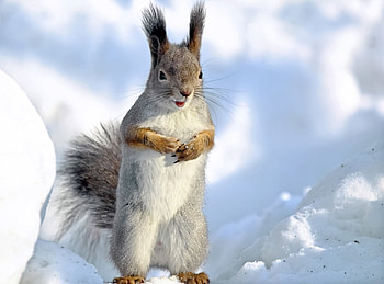 Animals, Squirrel, Snow, Fright, To Stand, Stand HD wallpaper