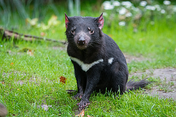 Animals, Grass, Predator, Tasmanian Devil HD wallpaper
