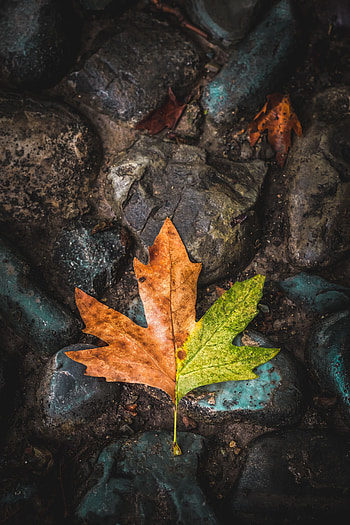 Stones, Miscellanea, Miscellaneous, Brown, Leaflet, Maple HD phone wallpaper