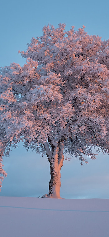 Snow-covered tree, Winter tranquility, Nature's quietude, Serene wonder HD phone wallpaper