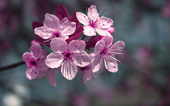 Flowers, Plant, Macro, Bloom, Flowering HD wallpaper