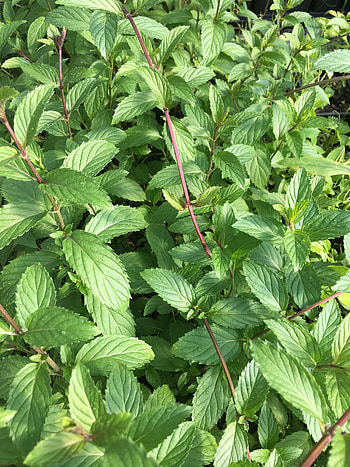 Ricola mint, Mint Plant HD phone wallpaper