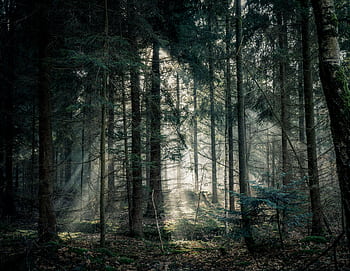 Tranquil forest scene with sunlight streaming through dense trees, creating a peaceful atmosphere. HD wallpaper