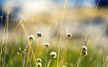 Norway Plants, plants, nature HD wallpaper