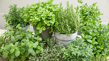 Organic sage plants, Roots plants, Herb plants, Food HD wallpaper
