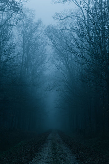 Nature, Trees, Autumn, Road, Forest, Fog HD phone wallpaper