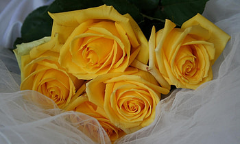 Flowers, Roses, To Lie Down, Lie, Grid, Bouquet HD wallpaper