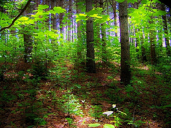 Green Forest, trees, forest, green, path HD wallpaper