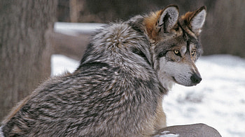 Animals, Winter, Grey, Wolf, Evil HD wallpaper
