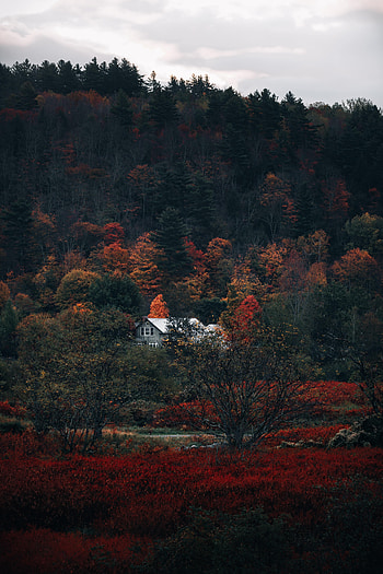 Nature, Autumn, Forest, House HD phone wallpaper