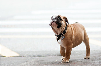 Animals, Dog, Muzzle, Collar, Bulldog HD wallpaper