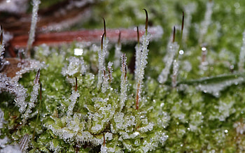 Grass, Ice, Drops, Plant, Macro, Frost, Hoarfrost HD wallpaper