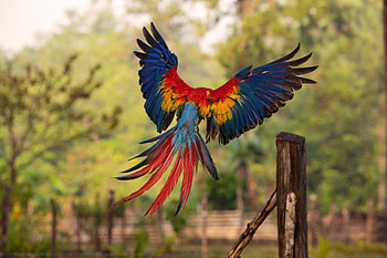 Macaw Flight Feathers, macaw, parrot, birds HD wallpaper
