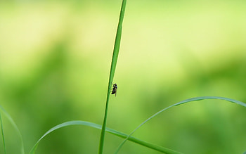 Grass, Insects, Flies HD wallpaper