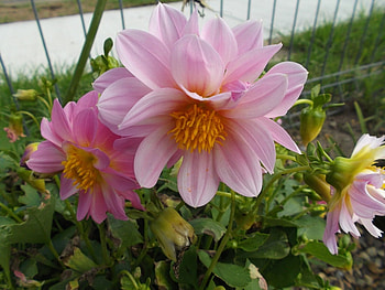 PINK DAHLIA'S, PRETTY, PINK, DAHLIAS HD wallpaper