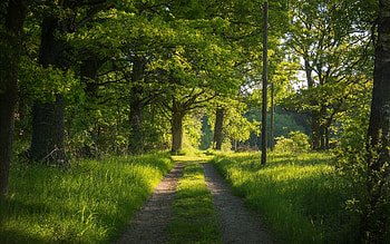 Forest Path, trees, grass, forest, path HD wallpaper