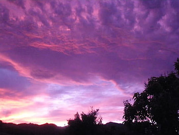 sunset, pink, sky, tree HD wallpaper