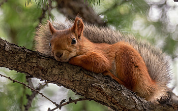 Squirrel, animal, rodent, tree HD wallpaper